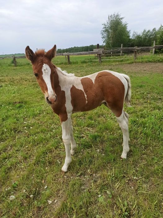 Źrebak pinto west Rezerwacja