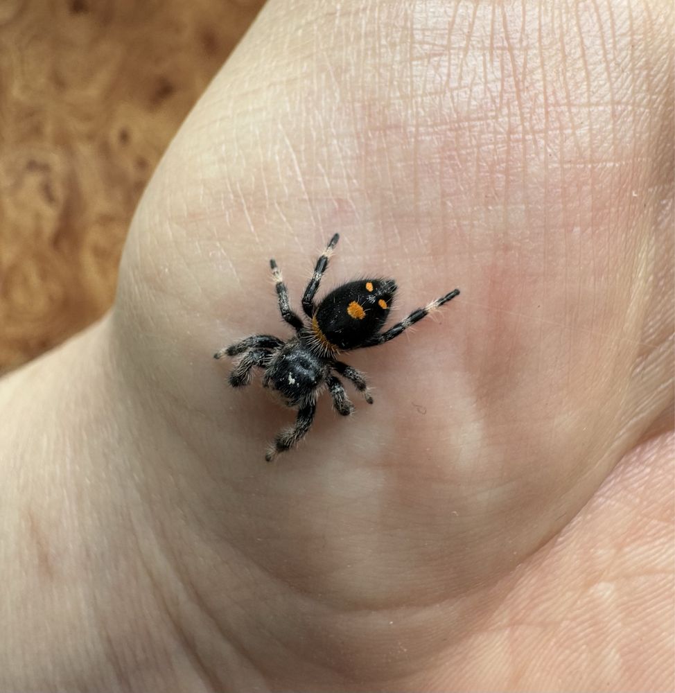 Phidippus regius Dos gardenas Samiczka