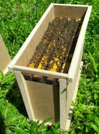 Пчелопакеты, матки, пчёлы