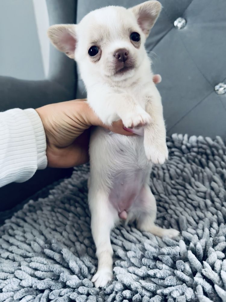 Chihuahua dziewczynka IDA , Zarezerwowana