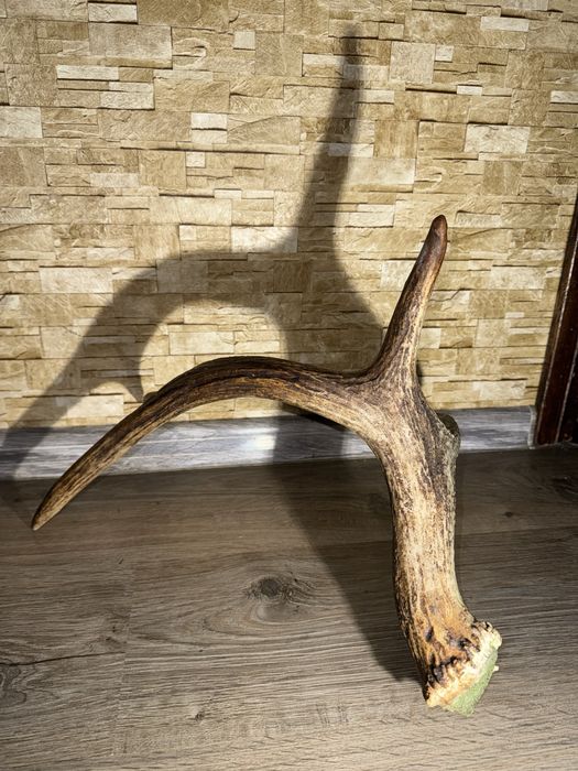 Продам Рог оленя