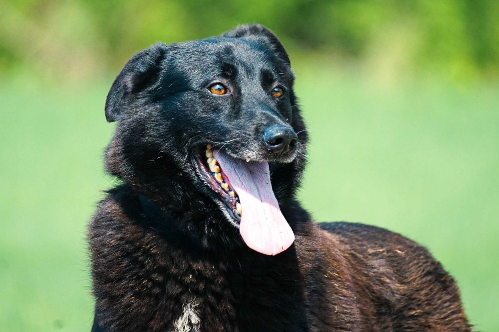 VERANO - super pies w typie labrador