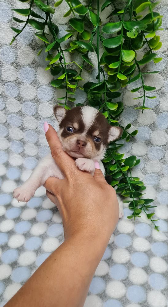 Estupendo Chihuahua de Qualidade. Linhagem Russa