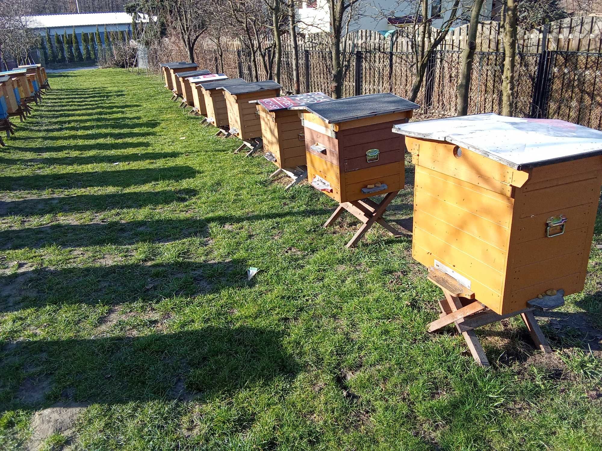 Pszczoły w ulach wielkopolskich