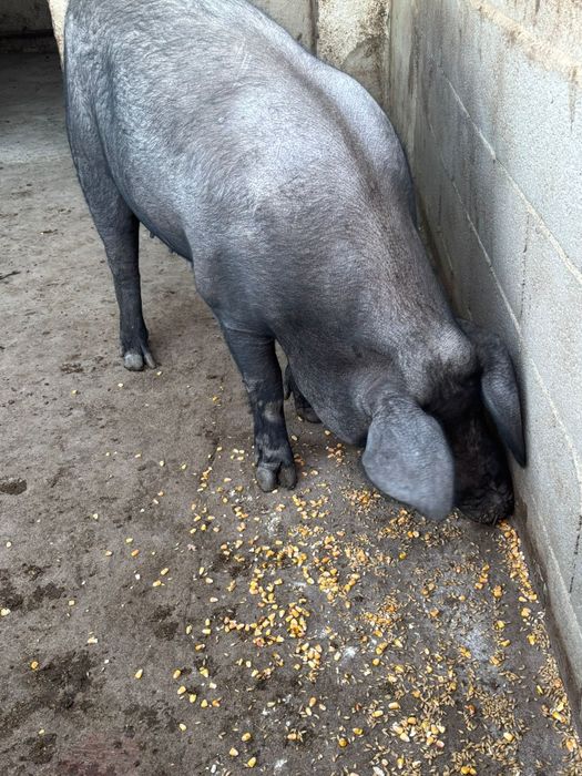Vendo porca cruzada duroc alentejana