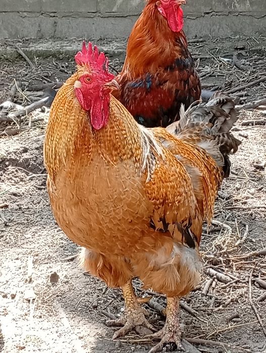 Дворічний активний півень