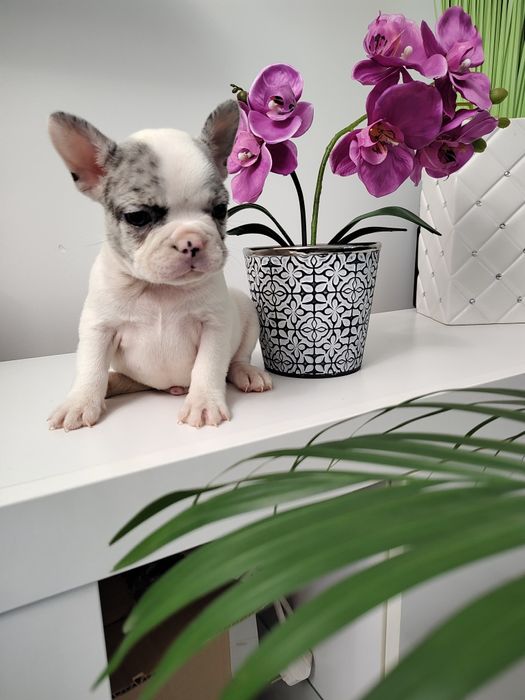 Buldog francuski