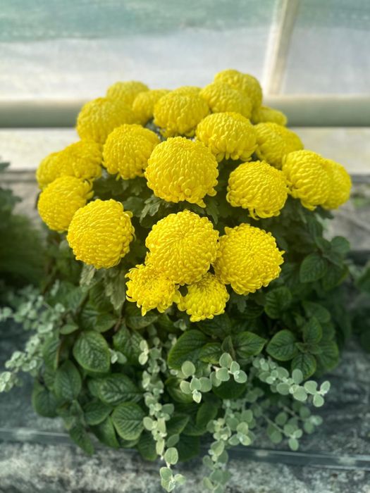 Chryzantemy od producenta