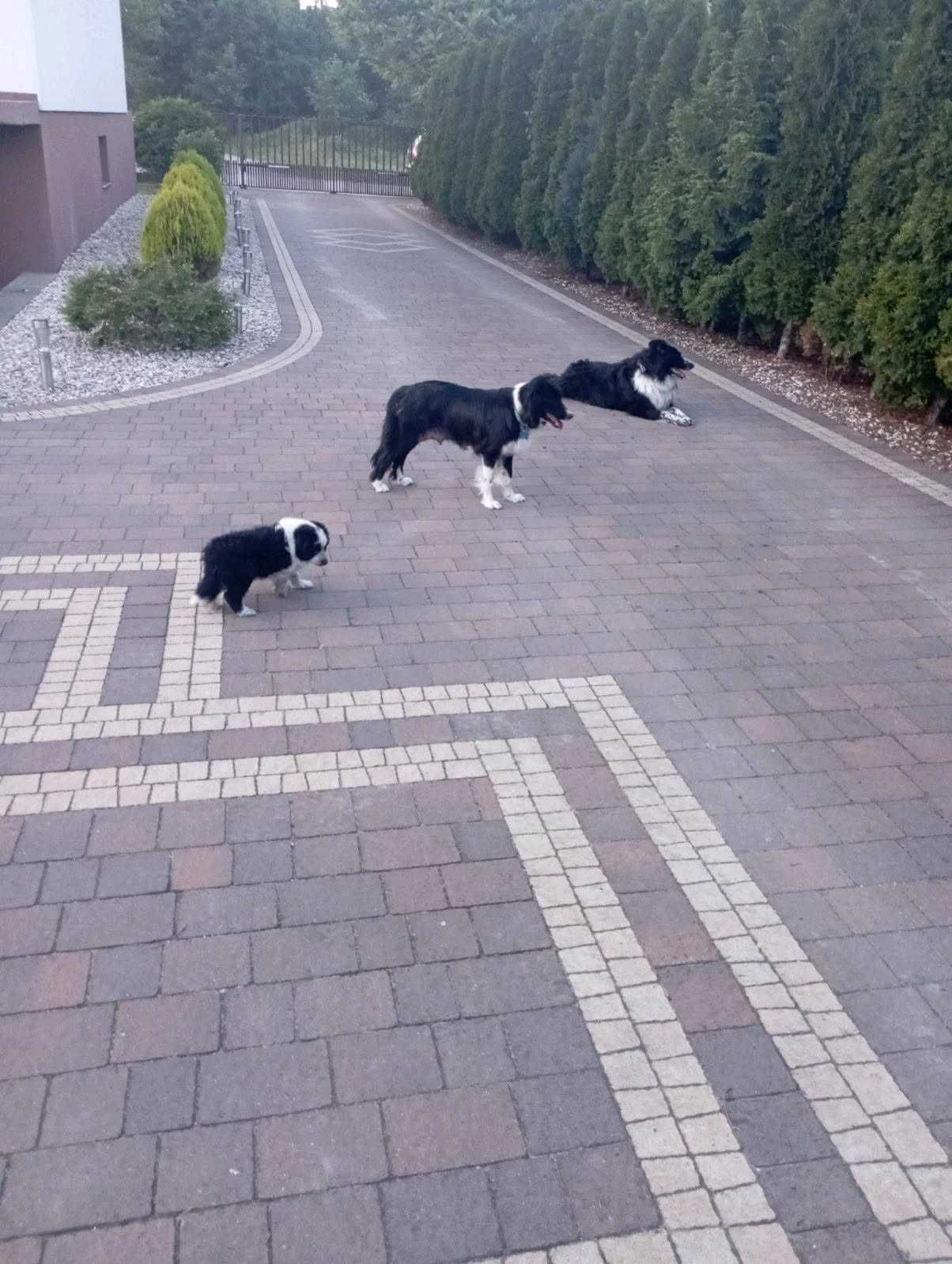 Border collie - piesek Czaruś
