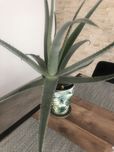 Kwiat doniczkowy aloes