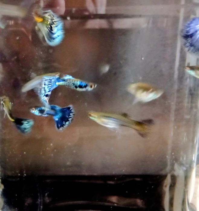Guppies Blue Galaxi