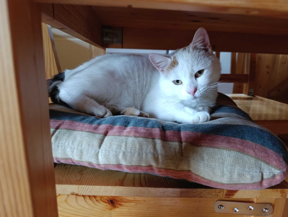 Zaginął KOT Pozanań