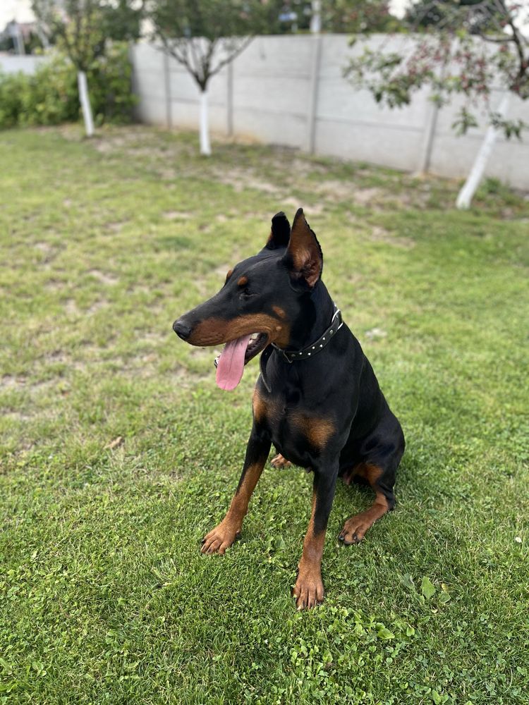 Doberman szczeniak!!