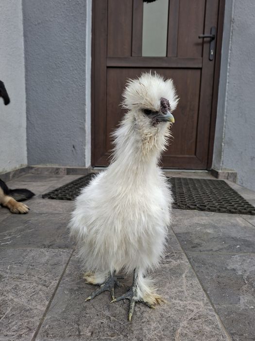 Kogut silka tegoroczny