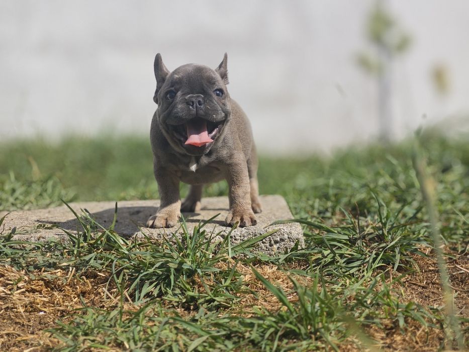 Bulldog frances  blue tan femea