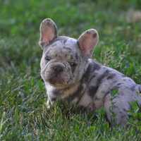 Хлопчик blue merle генний на ізабелу