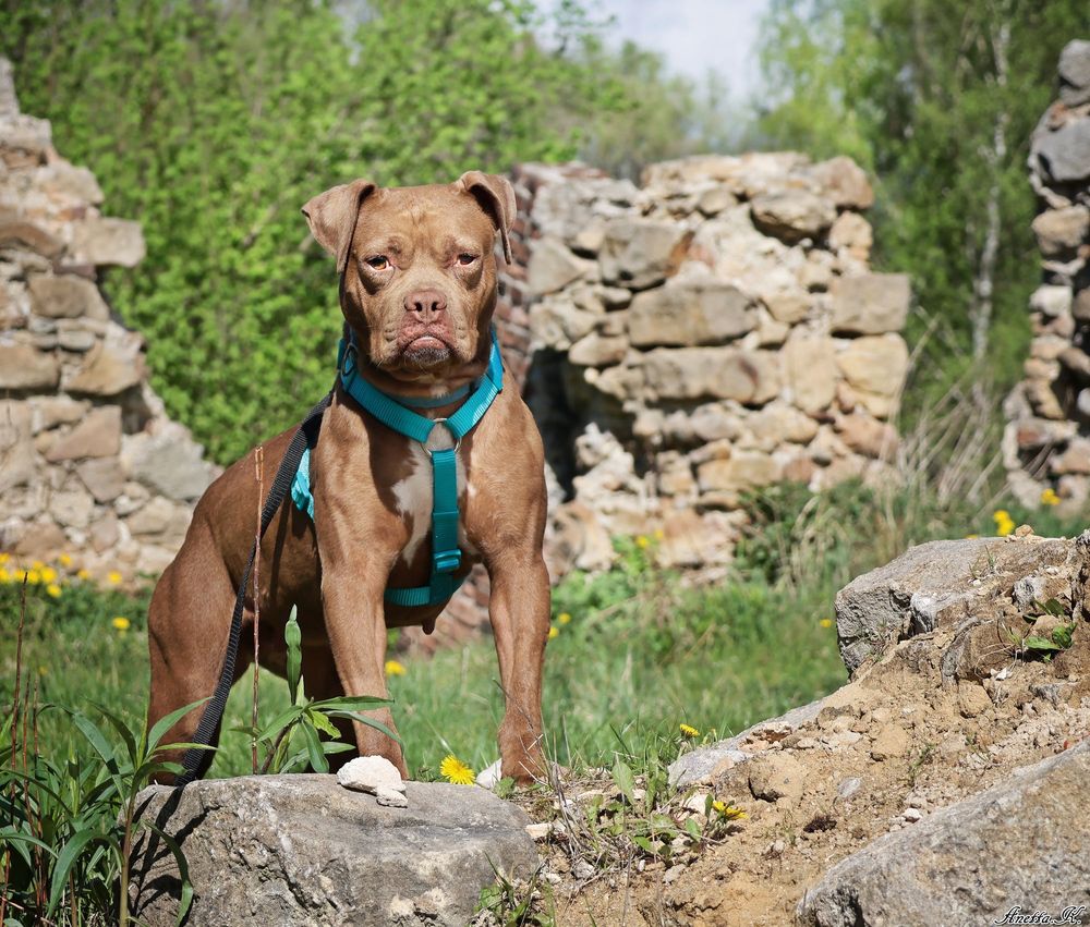 Nieśmiała Dolly w typie pitbulla szuka dobrego domu