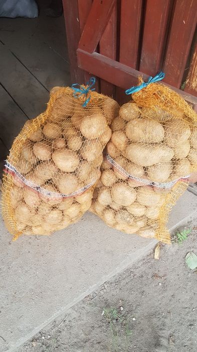 Ziemniaki Irga z domowej uprawy