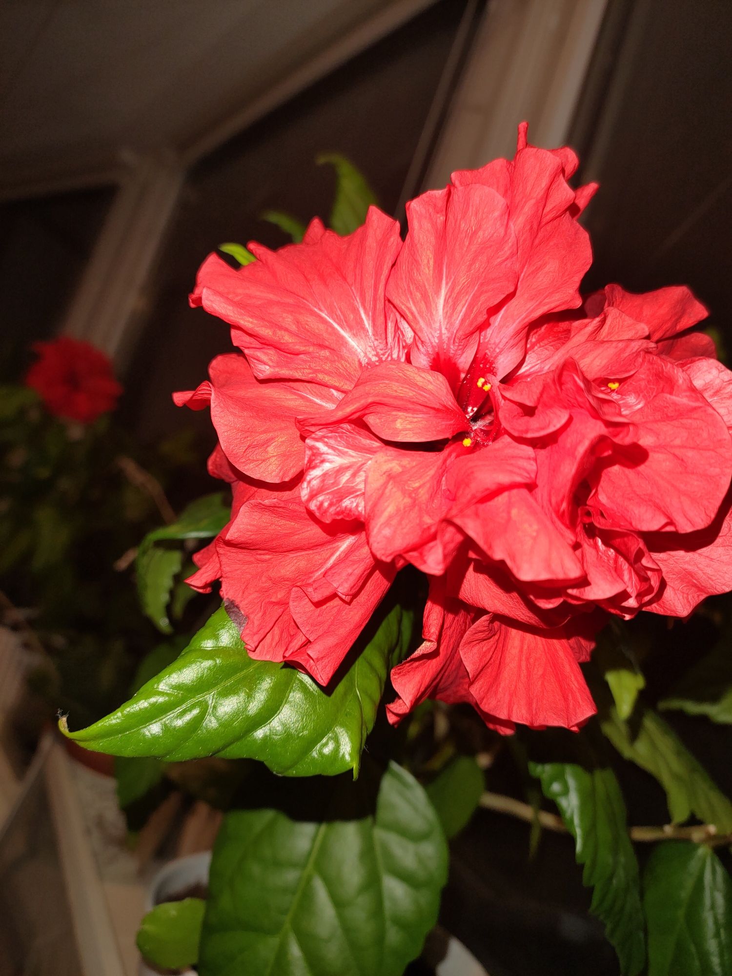 Роза китайская (гибискус) махровая