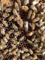 Пчелопакеты, семьи бакфаст