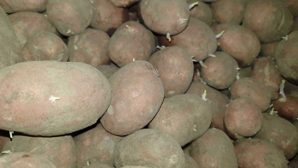 Ziemniaki MONTE CARLO I rok po centrali wielkość sadzeniaka