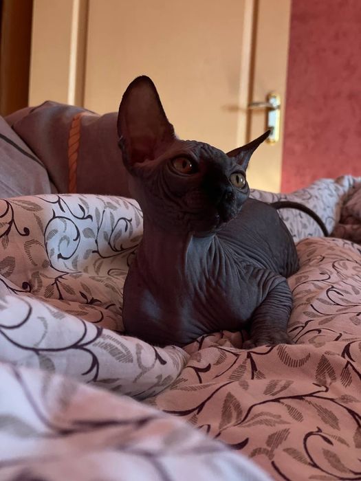 Сфінкси (Ельфи )