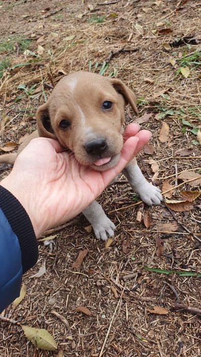 Дівчинка, 1 місяць шукає дім