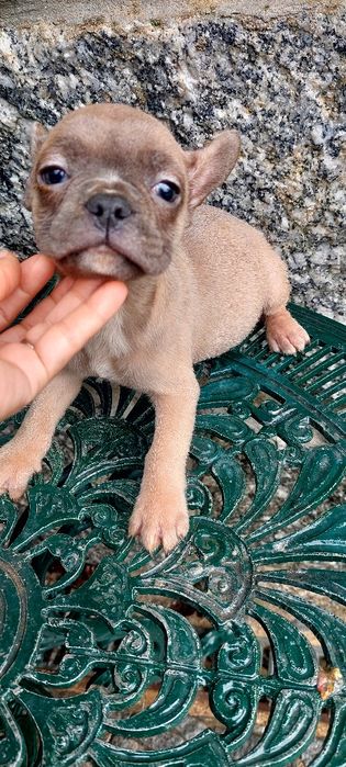 Buldogue francês macho pais ha vista