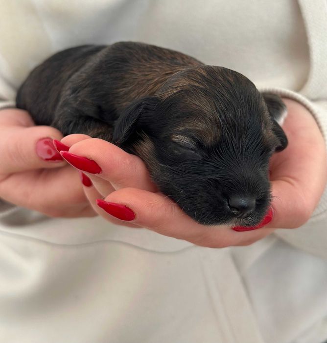 Cudny Hawańczyk samiec CZARUŚ :)