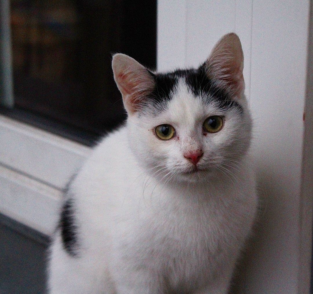 Kocięta do adopcji