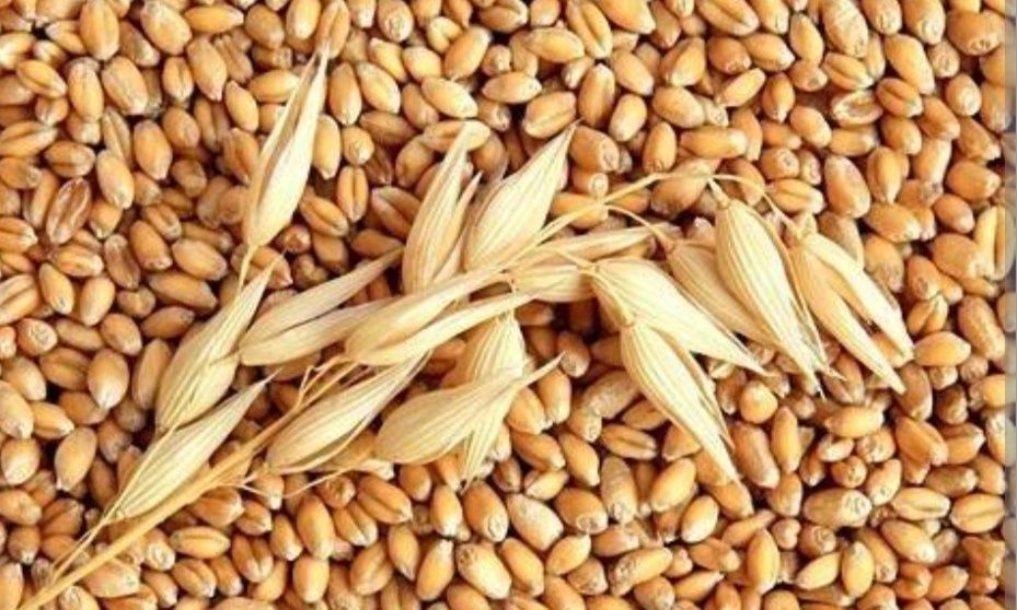 Продам зерно пшениці