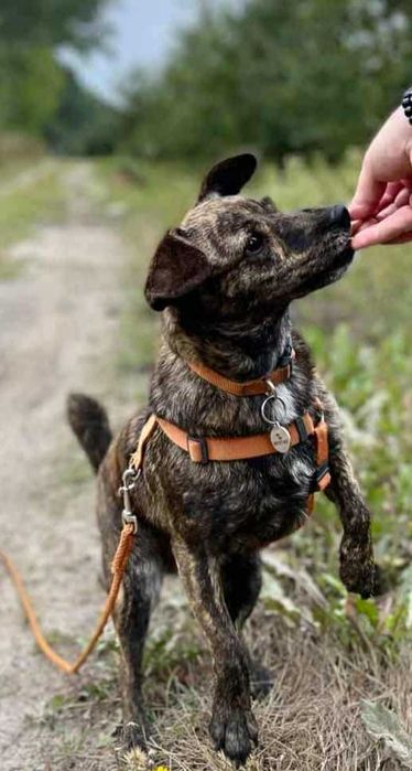 Cukierek mały piesek szuka domu