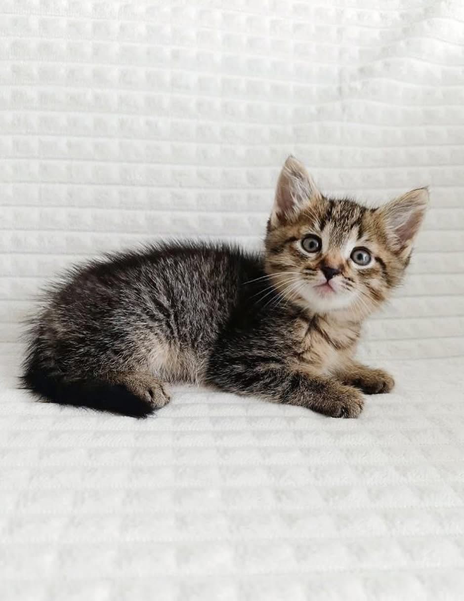 Котята бесплатно. Много котят