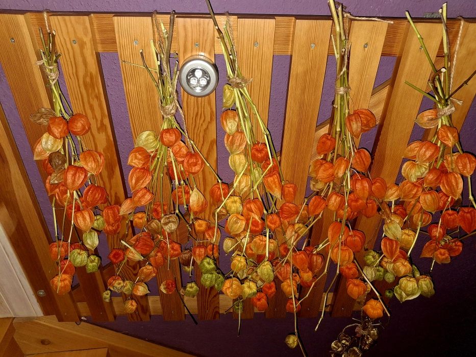 Miechunka ozdobna naturalna lampiony