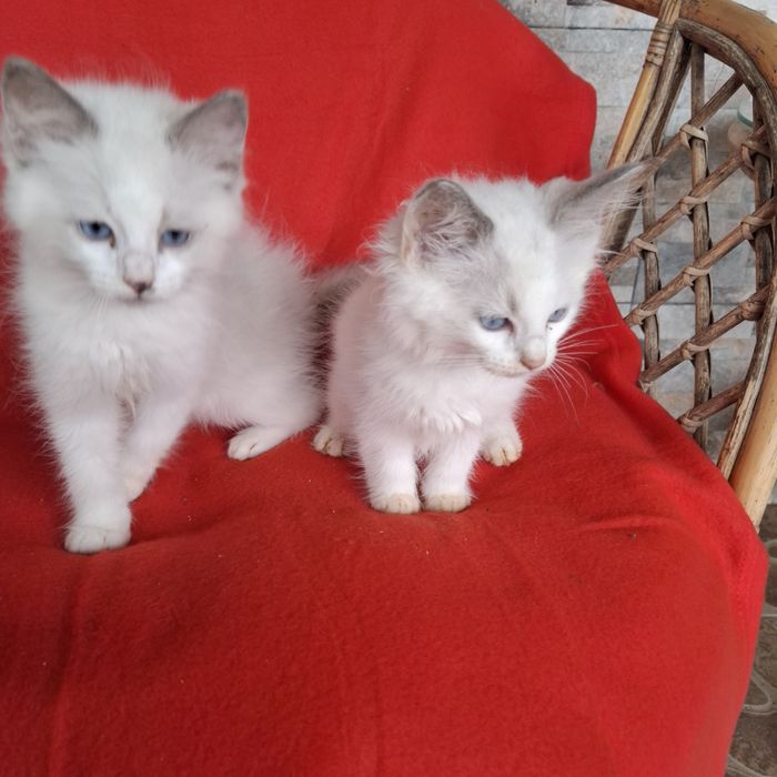Ragdoll kocurek rodowód + wyprawka