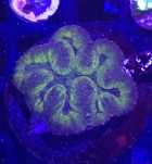 Lobophyllia Green Fluo Medium FLUOLAMPS WYSYLKI