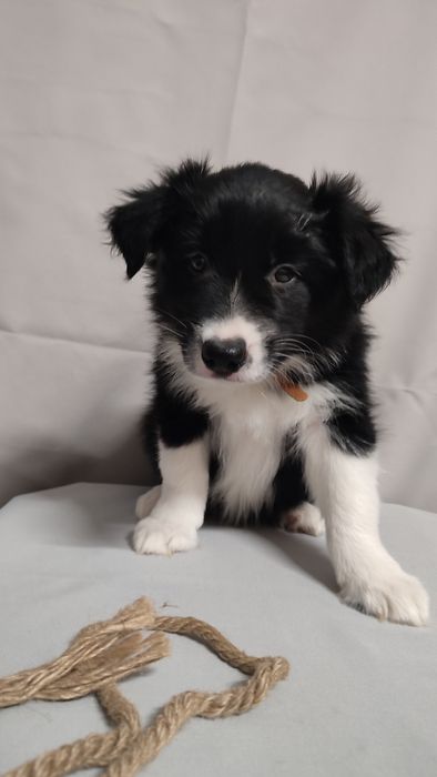 Szczeniak Border Collie