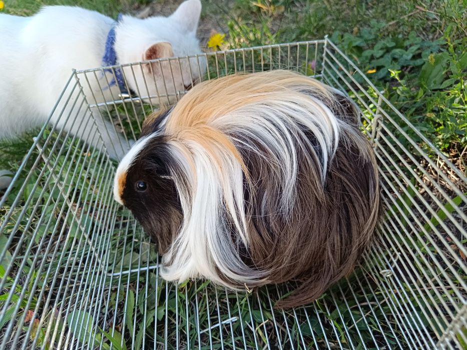 Грызун свинка длинношерстный