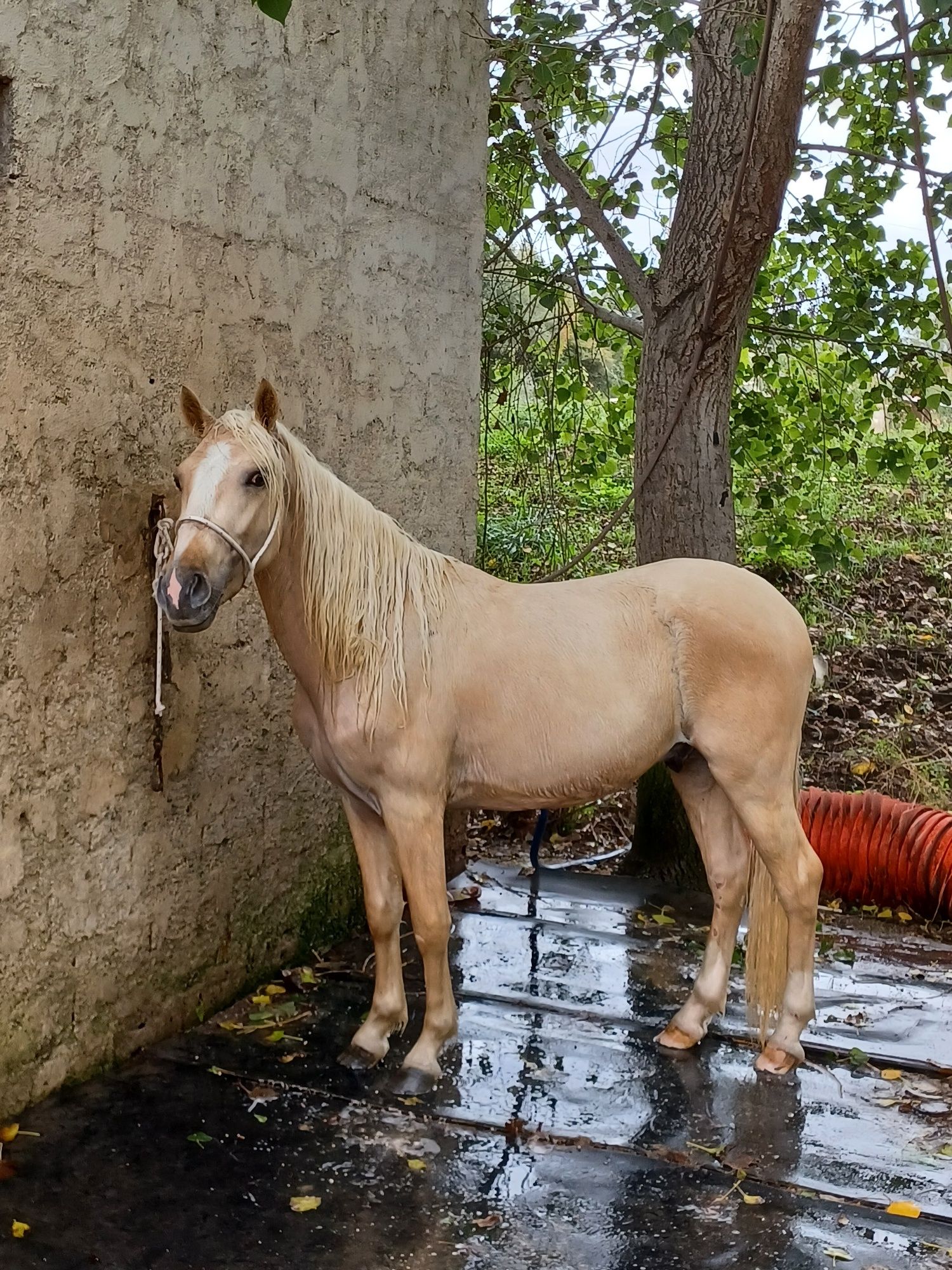 Duplo ponei palomino