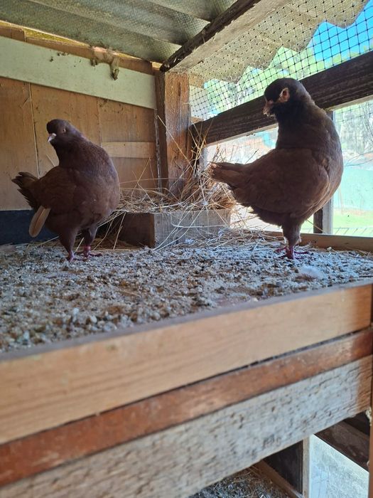 Pombos raça show King para venda