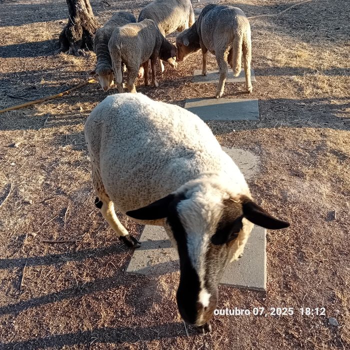 Vende-se Borrego