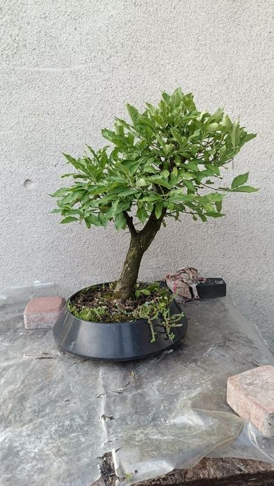 Grab bonsai yamadori