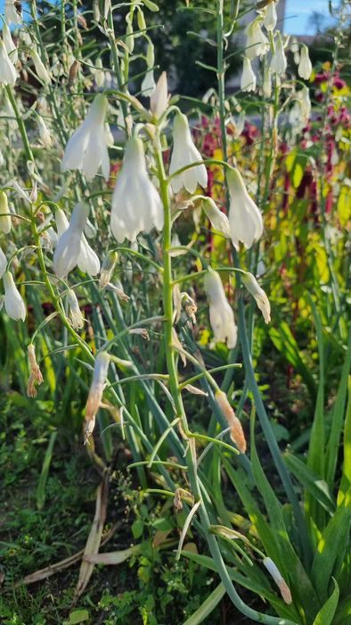 Galtonia, hiacynt letni, cebulki 10 sztuk