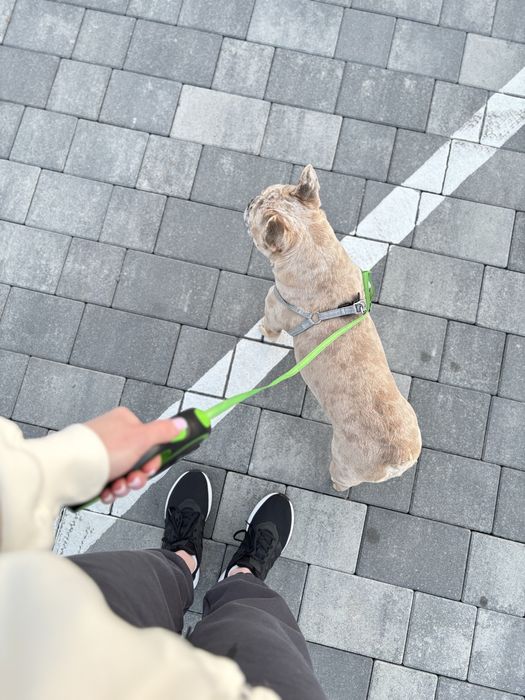 Вʼязка французький бульдог