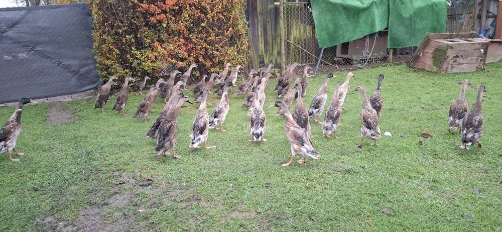 Kaczki biegus indyjski