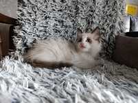 Kocurek ragdoll bicolor- chłopiec ragdoll z rodowodem