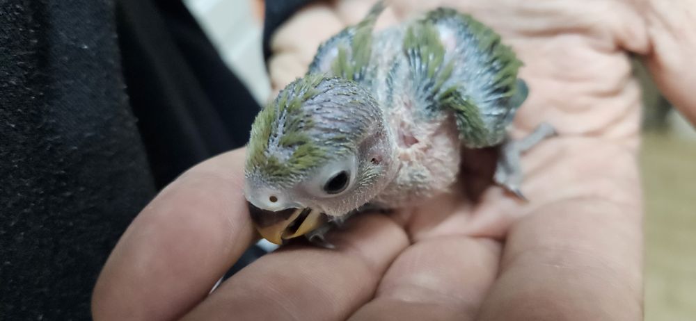 Agapone criado a mão