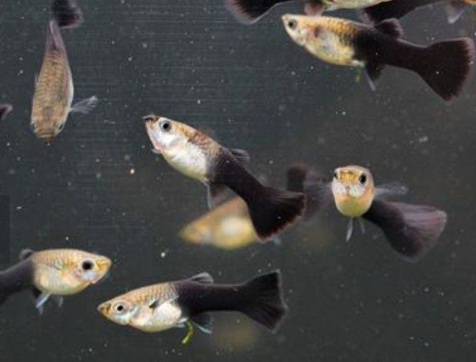 Guppys Velvet Tuxedo Negro