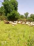 Ovelhas prenhas boas para projeto agrícola
