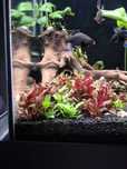 1. Alternanthera Reineckii sp. MINI